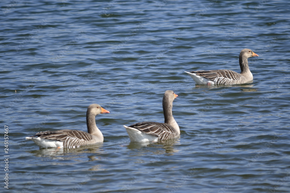 canadian geese on lake
