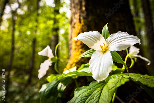 Spring trillium wildflower blooming beautiful on the forest floor against a lush back drop of leaves and trees photo