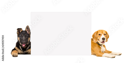 German Shepherd puppy and Beagle lying behind a banner isolated on white background