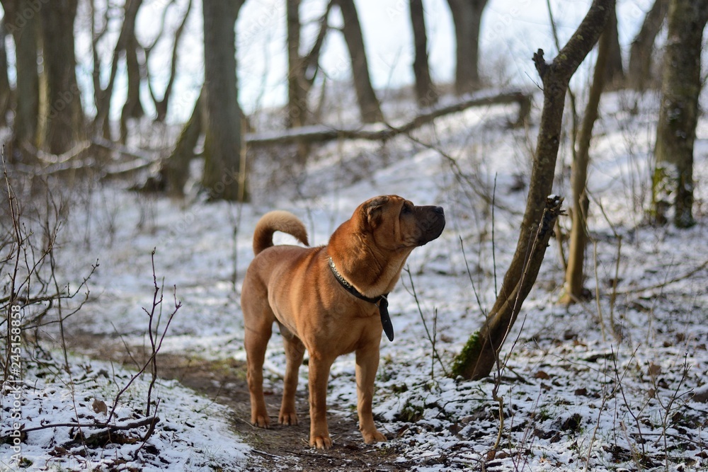 red dog Shar Pei in the winter forest red dog Shar Pei in the winter forest