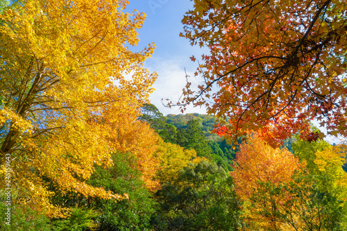 Beautiful background of seasonal colorful trees with copy space blue sky in autumn style at Yufuin. Oita, kyushu, Japan 