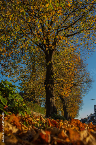 Autumn in Germany photo