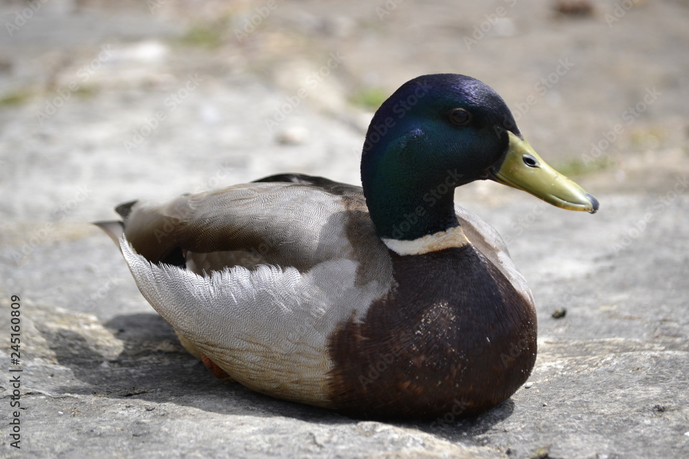 Obraz premium mallard duck