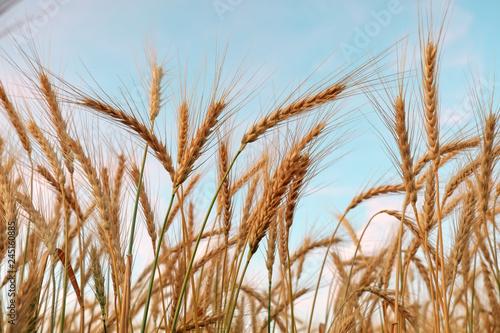 Golden ripe wheat field, sunny day, agricultural landscape, growing plant, cultivate crop, harvest season concept