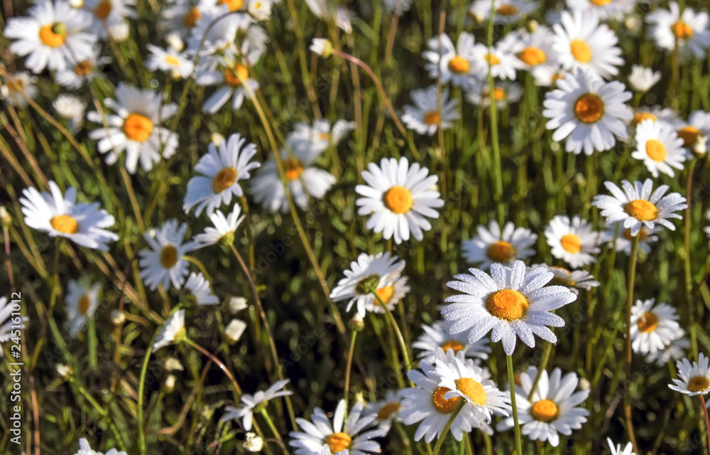 Fototapeta premium Nature background with blossoming daisy flowers close up in sunny day.