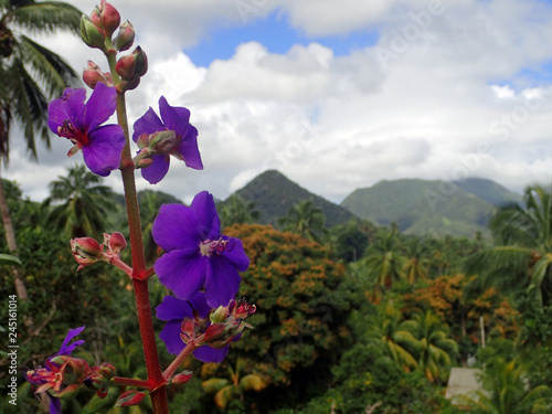 Beautiful close up of tropical purple flower with red stem against a backdrop of lushly  covered mountains on the island of  Dominica, Lesser Antilles, Windward Islands of the Caribbean.