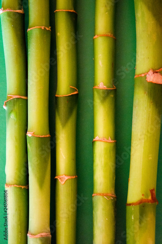 tropical green bamboo
