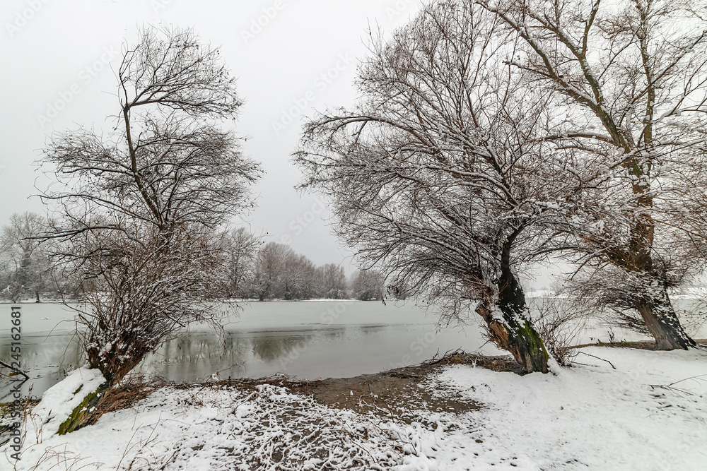 Naklejka premium Danube island (Šodroš) near Novi Sad, Serbia. Colorful landscape with snowy trees, beautiful frozen river.