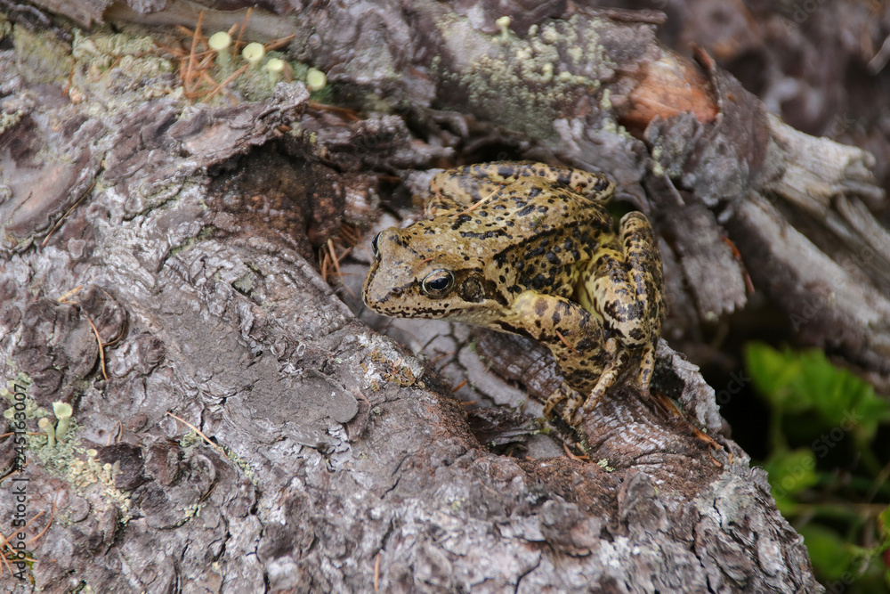 Brown frog (Rana temporaria) in the rain on lake Duisitzkar, Styria - Austria