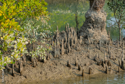 Mangrove respiratory roots - pneumatophores in Sundarbans in India