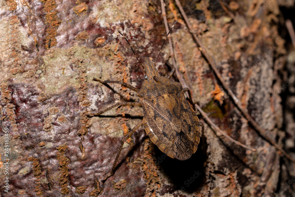Masked insect on tree bark in India Masked insect on tree bark in India