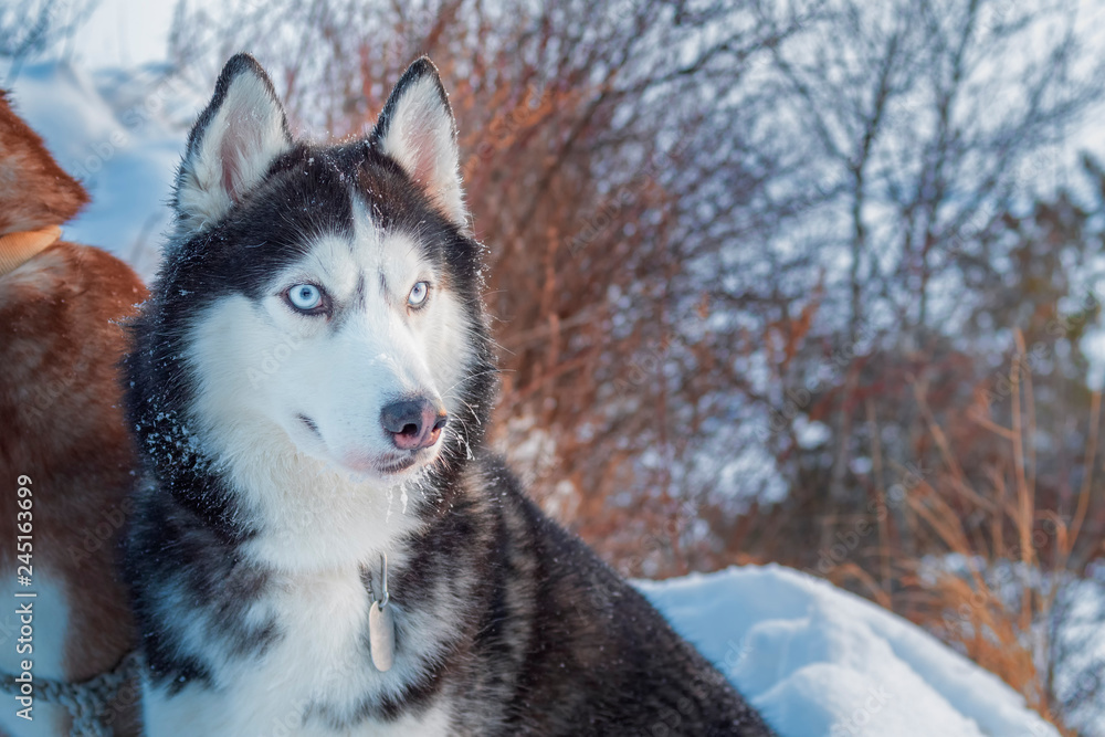 Siberian husky winter hot sale coat