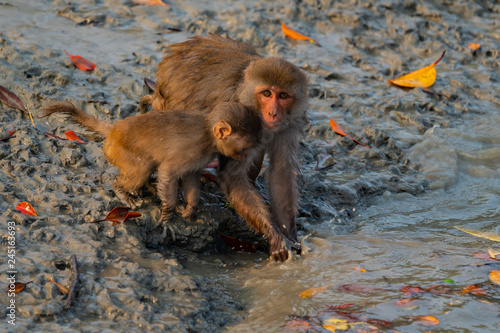 Female macaque with a baby in the mud on the shore at Sundarbans in India