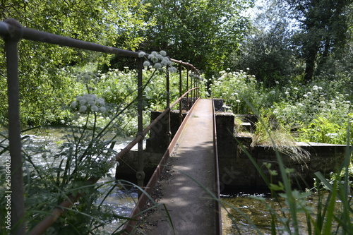 bridge in the forest
