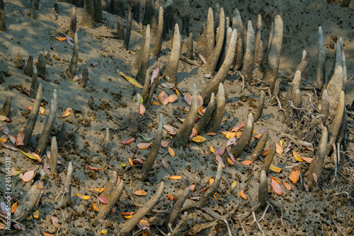 Mangrove respiratory roots - pneumatophores close up in Sundarban in India