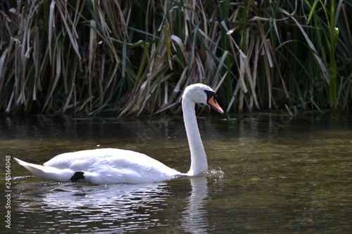 swan on lake