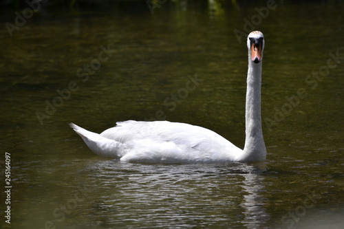 swan on lake