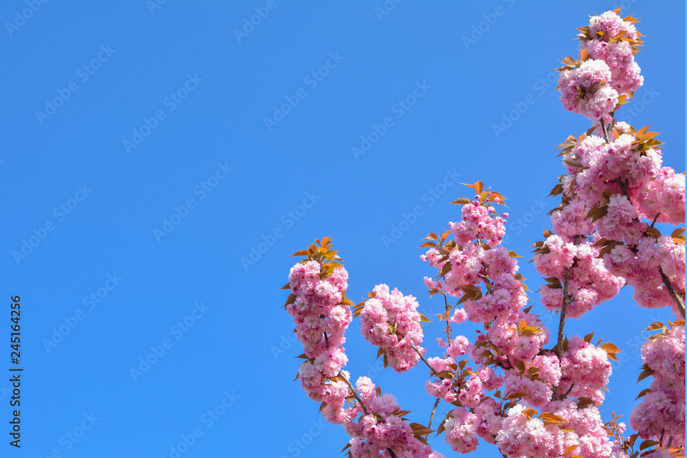 Spring pink cherry blossoms flowers Sakura season Spring pink cherry blossoms flowers Sakura season