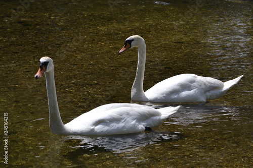 swans on the lake