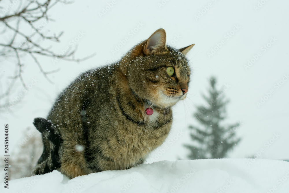 young cat sitting on a snowdrift on the background of a Christmas tree in the winter in the snowfall young cat sitting on a snowdrift on the background of a Christmas tree in the winter in the snowfall