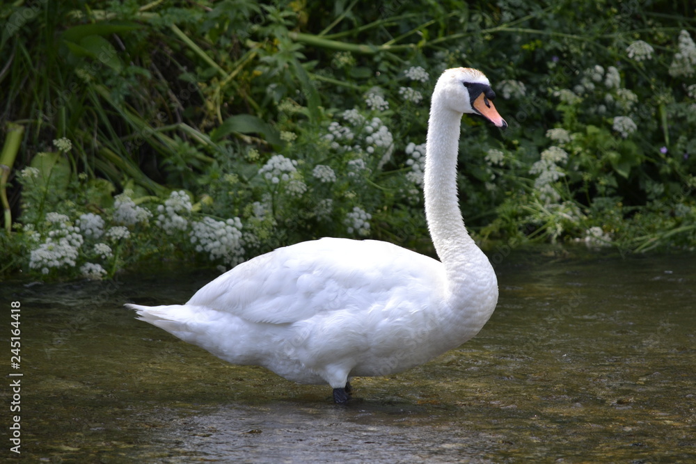 white swan white swan