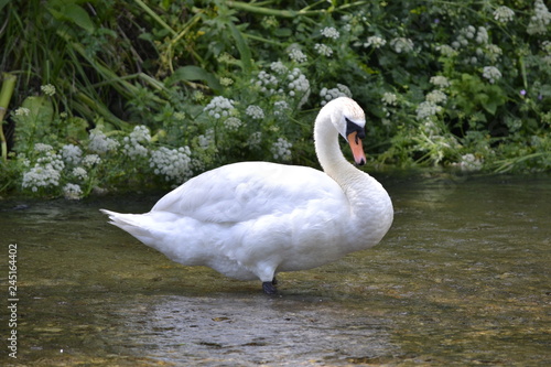 white swan