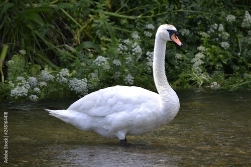 white swan