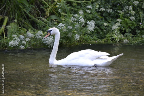 swan on lake