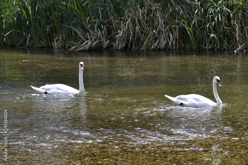 swan on lake