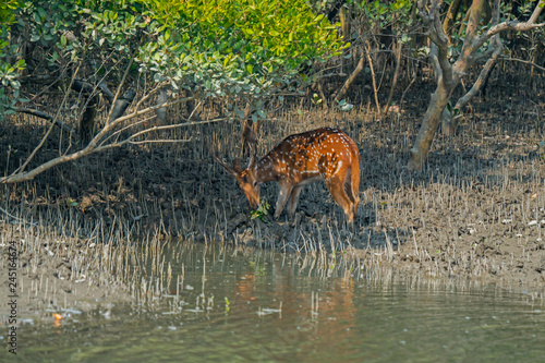 A deer eats a branch in the mangroves on the bank of the Sundarban in India © Rus