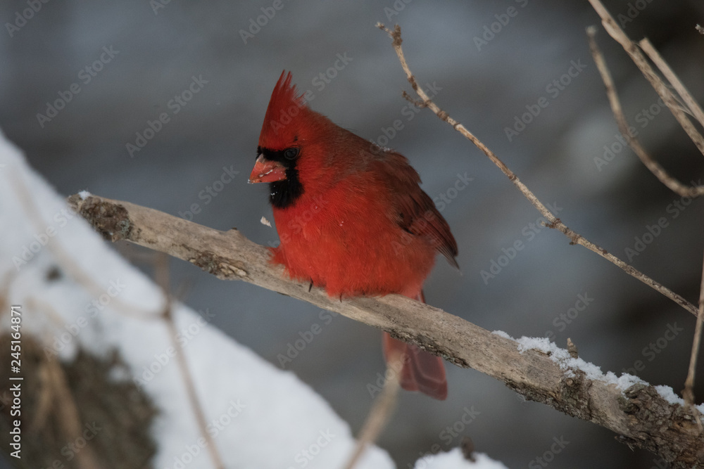 Naklejka Northern Cardinal in Winter
