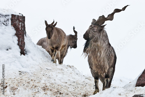 Mountain goats  Markhor  among the snow and rocky ledges against the white sky