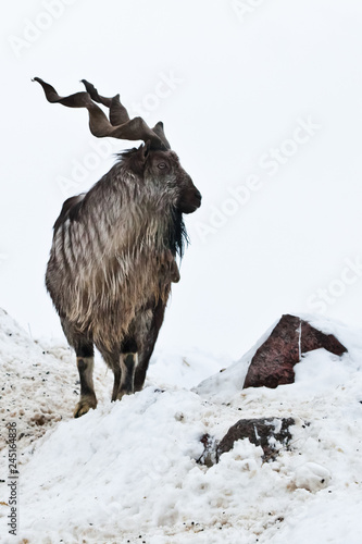 Mountain goats  Markhor  among the snow and rocky ledges against the white sky