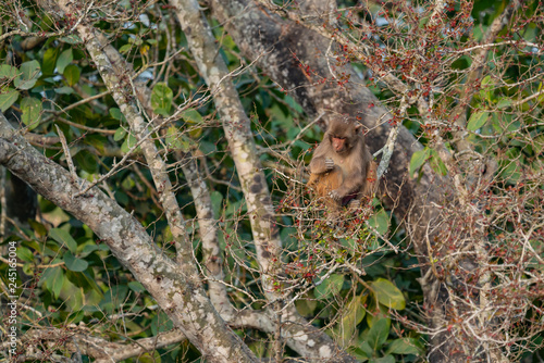 Macaque in the branches in India