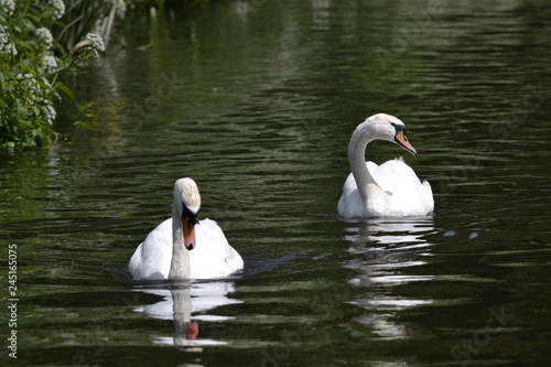 white swans on the lake