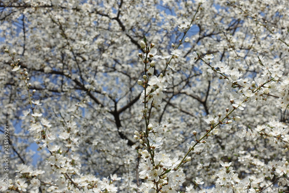 Beautiful flowers of Prunus cerasifera against blue sky Beautiful flowers of Prunus cerasifera against blue sky
