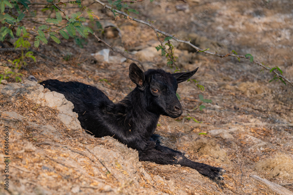 Black goat resting under the barbed acacia Black goat resting under the barbed acacia