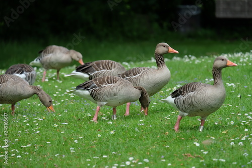 ducks on green grass