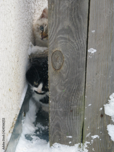 small homeless fluffy kittens, white and black, sit in a corner and warm each other in the winter cold.
