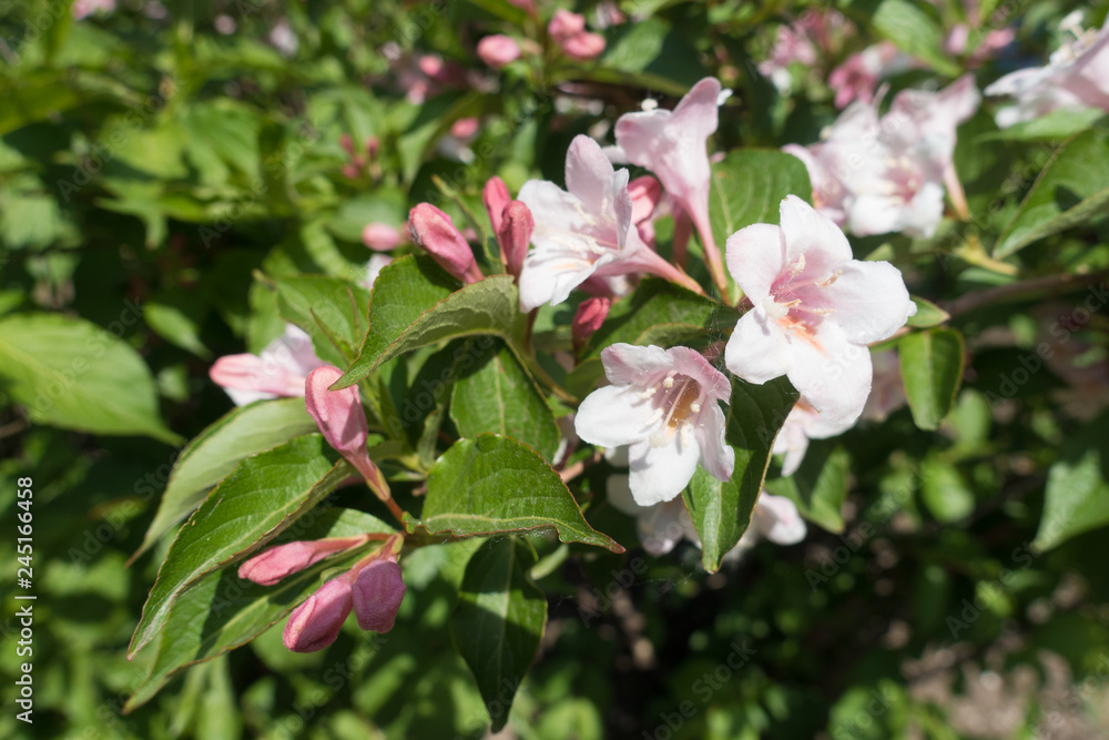 Flowering branch of Weigela florida in May Flowering branch of Weigela florida in May