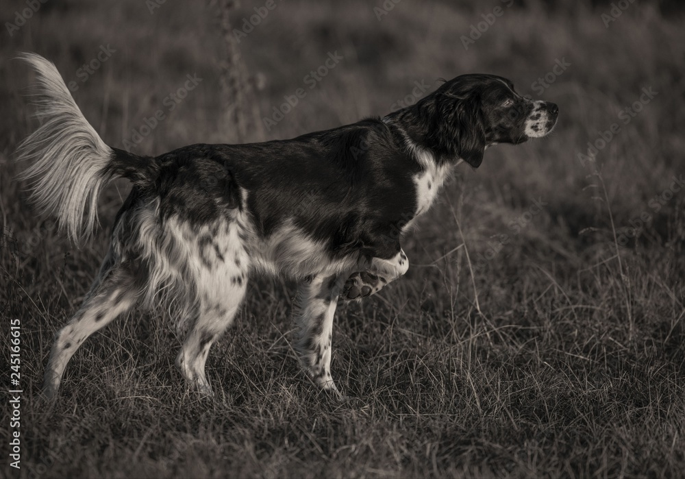 Brittany bird dog on point of a covey of quail Stock Photo Adobe Stock