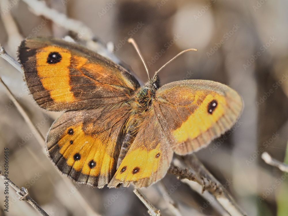 Spanish Gatekeeper butterfly (Pyronia bathseba) in some dry shrubs, basking in the sun, near Almansa, Spain Spanish Gatekeeper butterfly (Pyronia bathseba) in some dry shrubs, basking in the sun, near Almansa, Spain