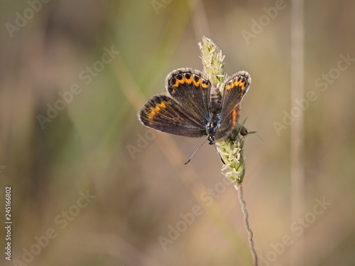 Silver-studded Blue butterfly (Plebejus argus) together with a small grasshopper in a bush, near Almansa, Spain