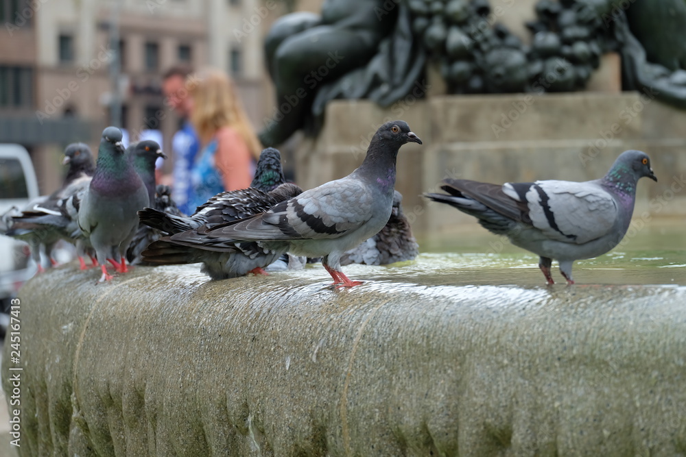 Obraz premium flock of pigeons