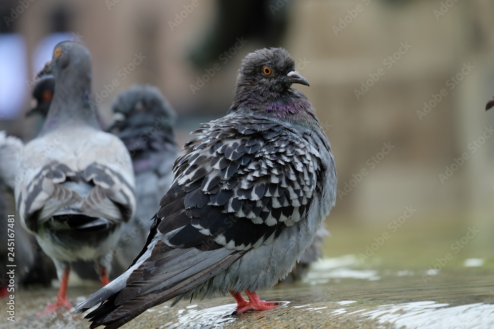 Obraz premium pigeon on the ground