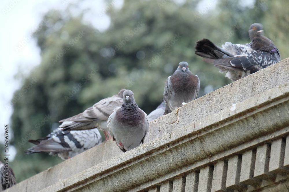 Fototapeta premium pigeons on the roof