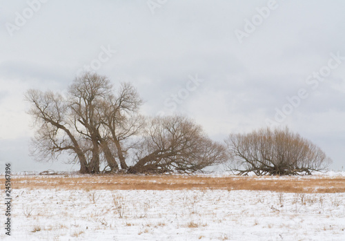 Barren Winter Landscape