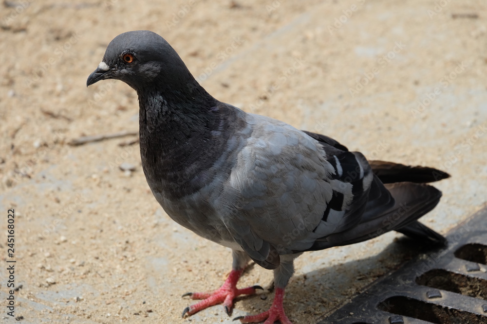Obraz premium pigeons standing on the street.Pigeon standing looking away.Pigeon and the dove.Bird standing alone. 