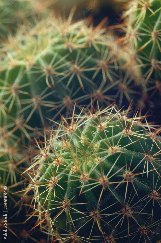Small potted cactus closeup. Shallow depth of field Small potted cactus closeup. Shallow depth of field