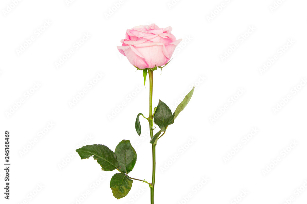 Pink rose isolated on white Pink rose isolated on white